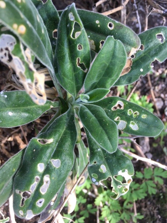 Silene velutina leaf