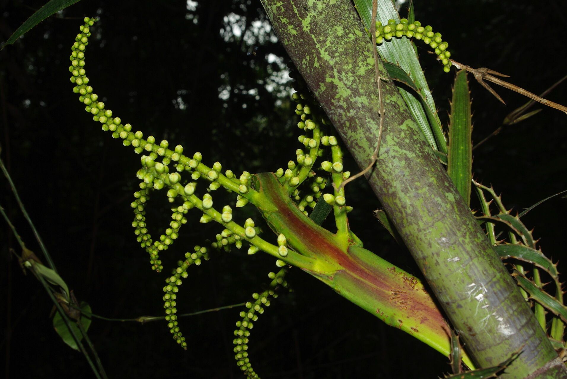Eremospatha laurentii bark