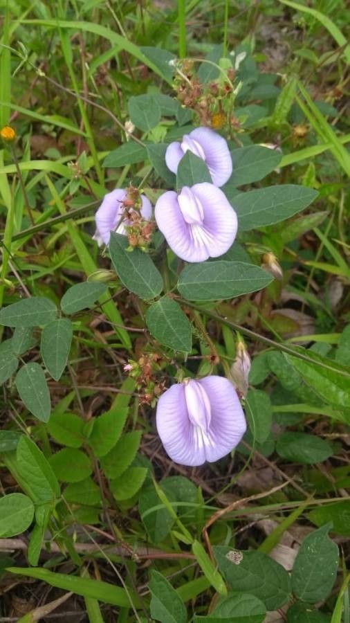 Centrosema pubescens — houseplant care guide