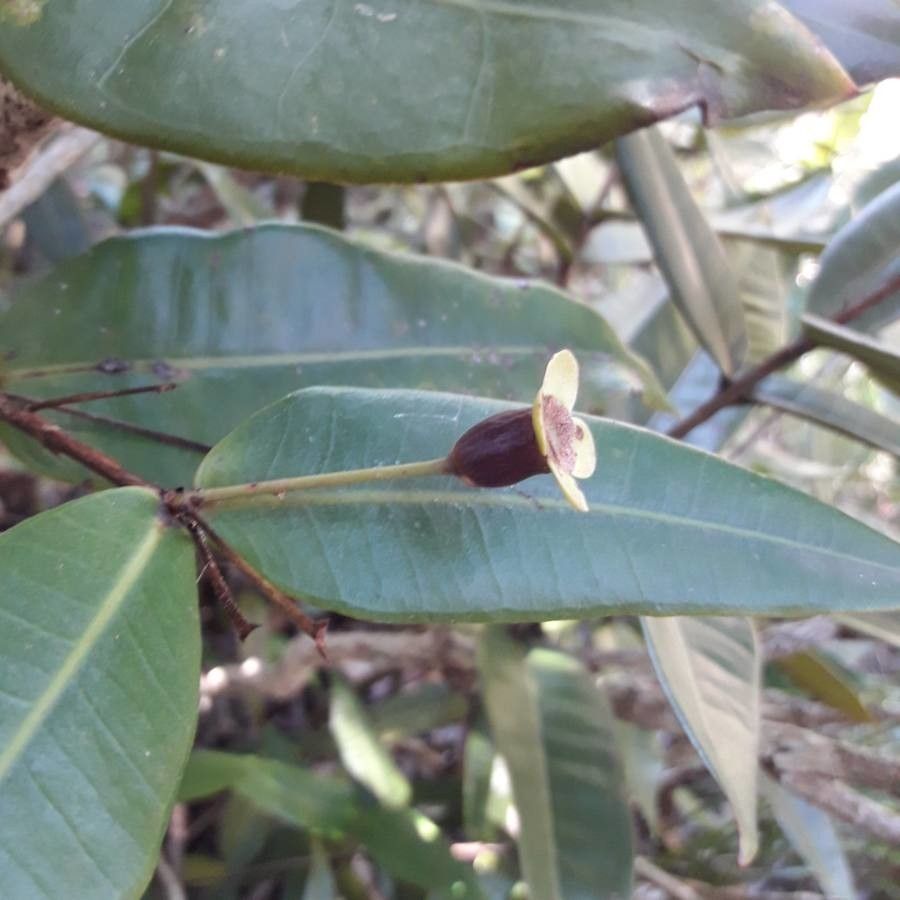 Eugenia gatopensis fruit