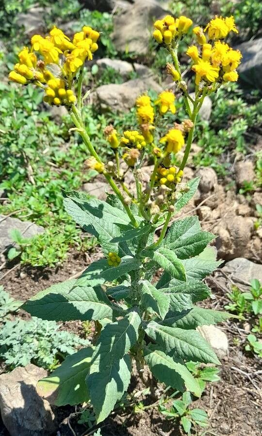 Senecio deferens habit