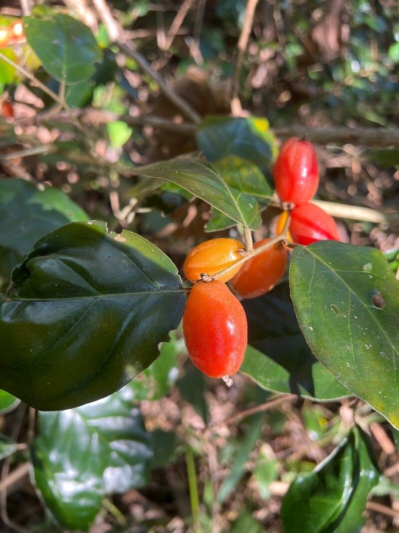 Elaeagnus latifolia fruit