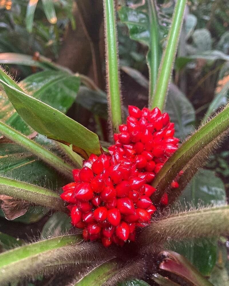 Palisota schweinfurthii fruit