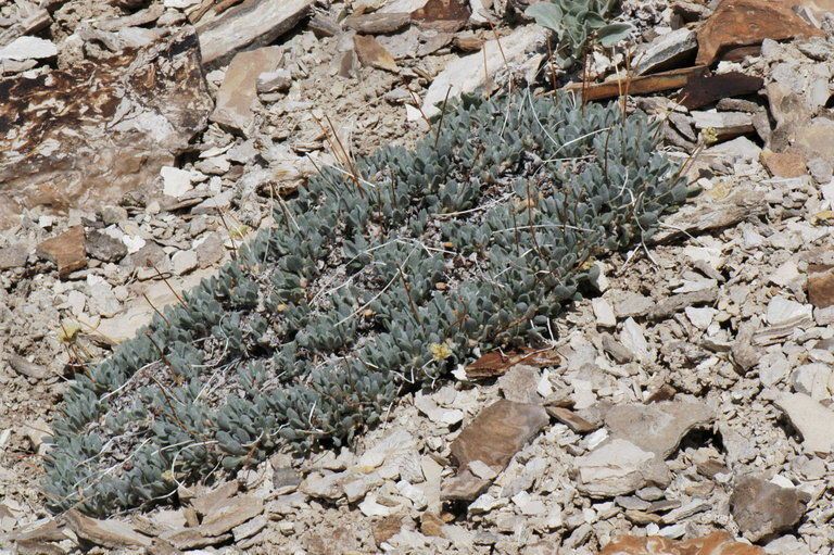 Eriogonum tiehmii habit