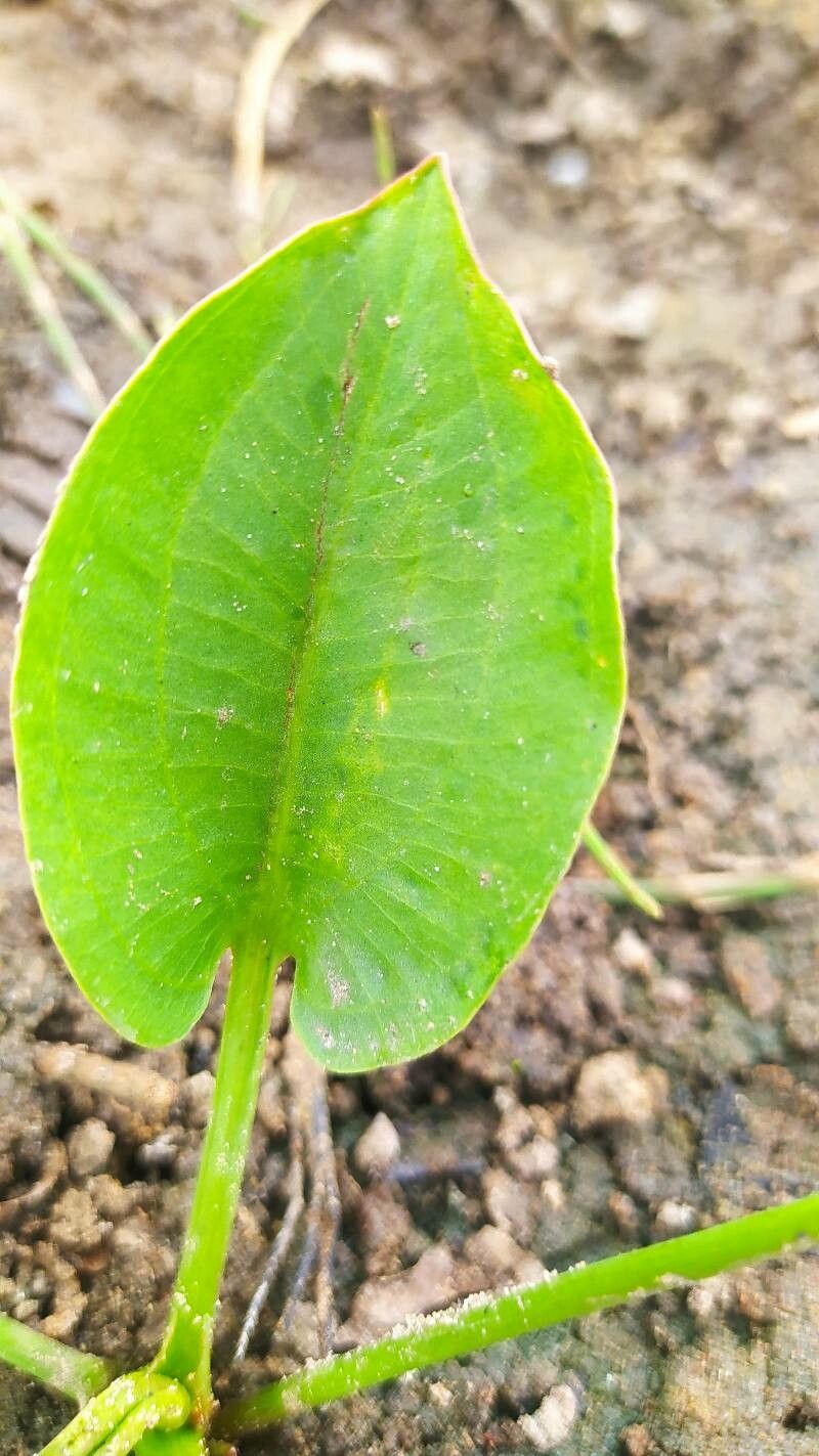 Alisma triviale — related species from the same genus