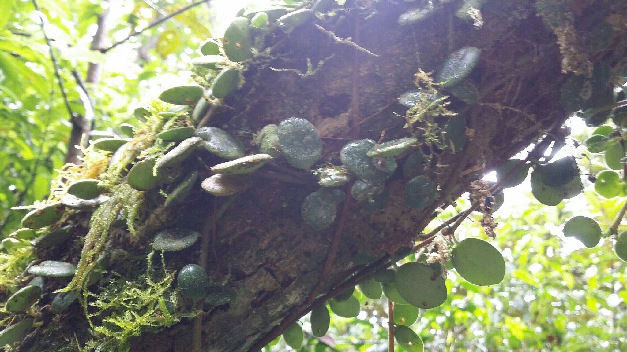 Peperomia rotundilimba — houseplant care guide