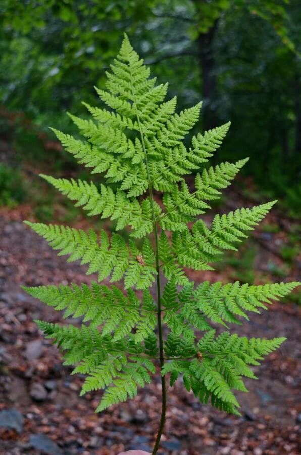 Dryopteris expansa — search result for 'Germany'