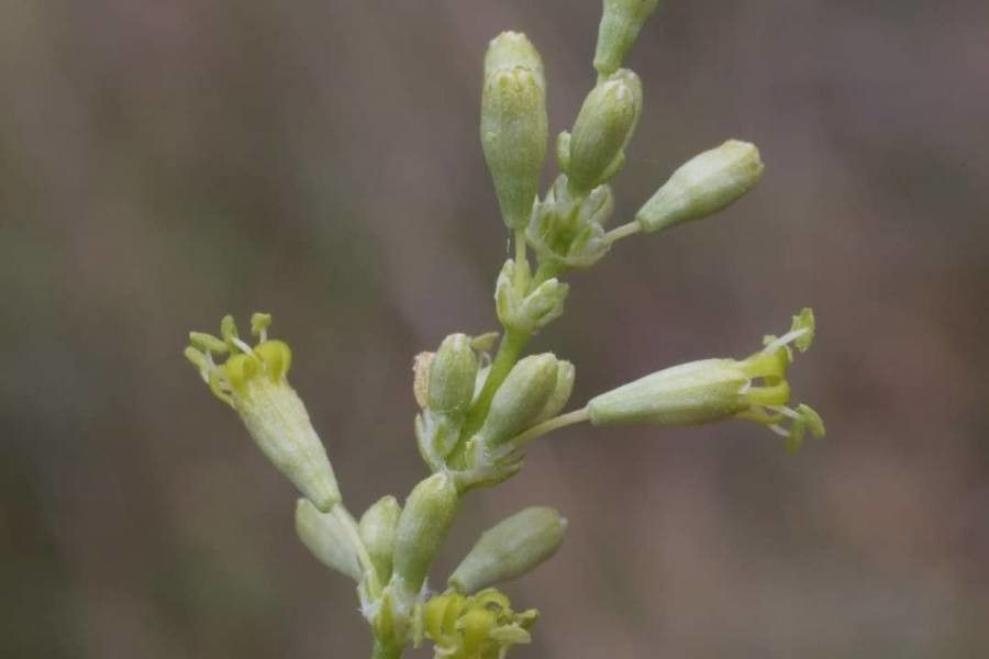 Silene densiflora flower