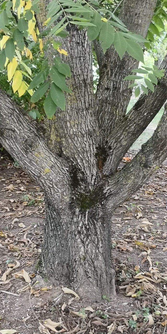 Juglans ailanthifolia bark