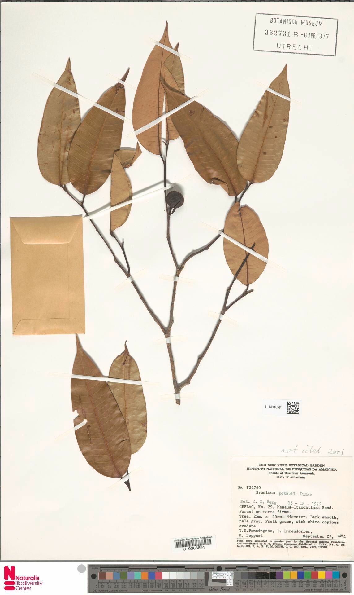 Brosimum potabile leaf