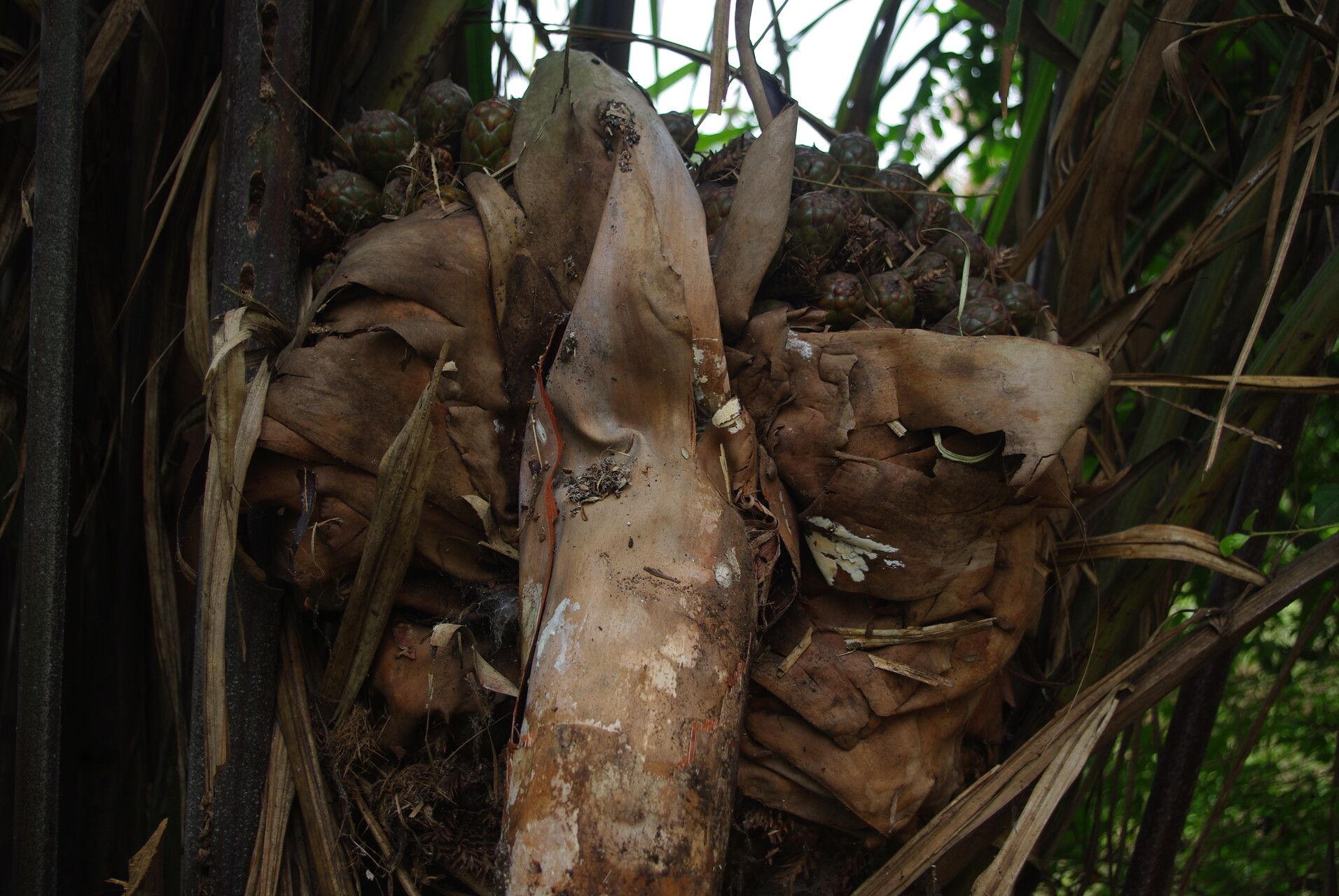 Raphia vinifera habit