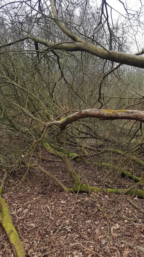 Aesculus × bushii habit