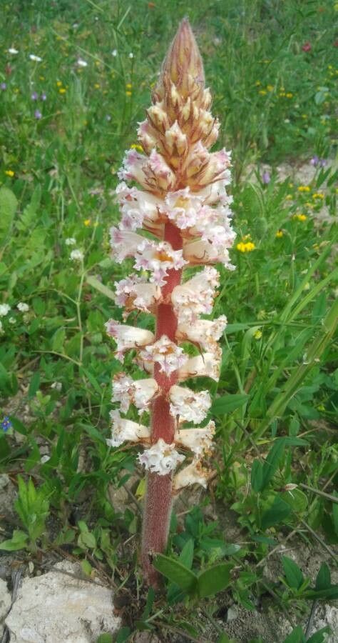 Orobanche crenata leaf