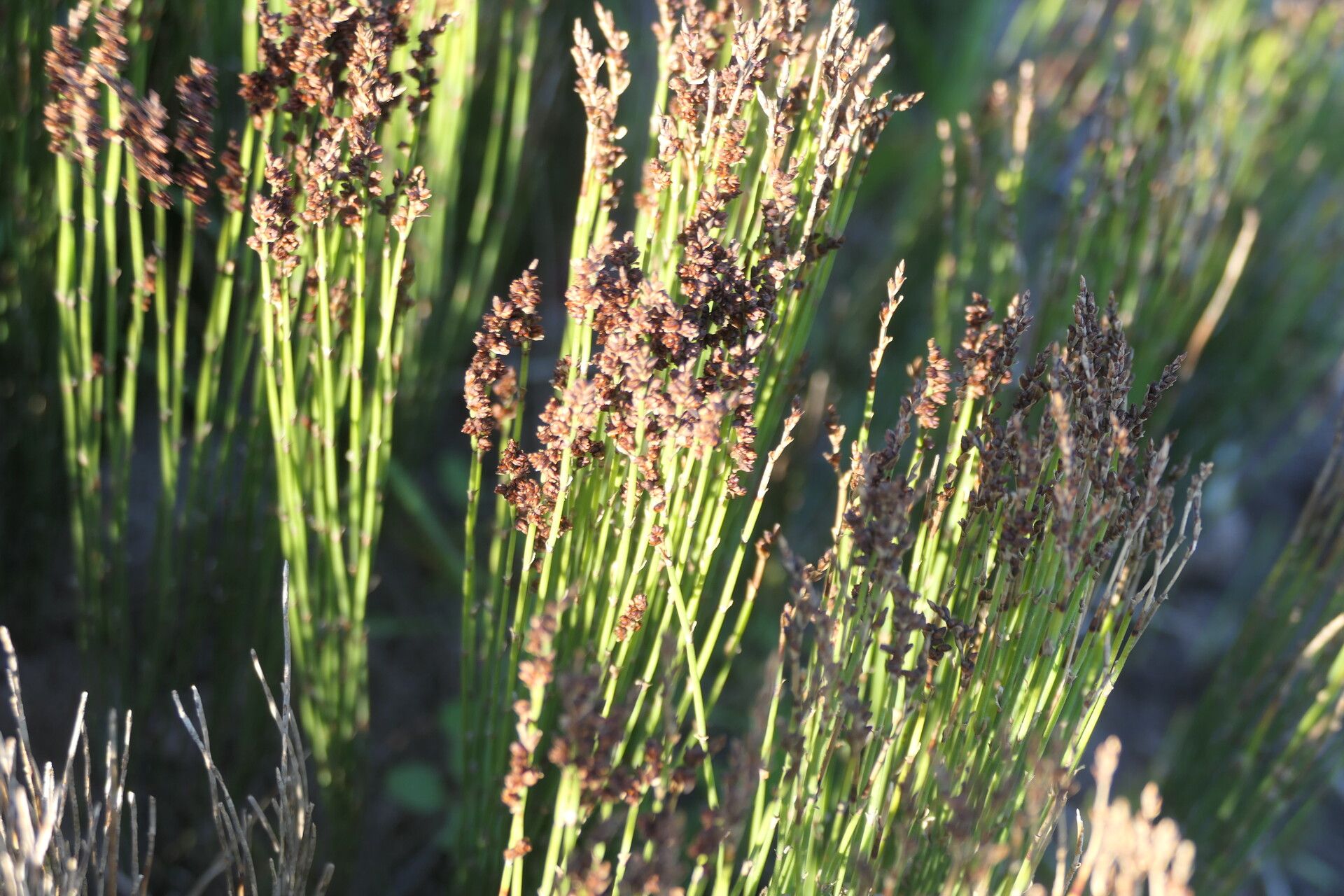 Elegia microcarpa flower
