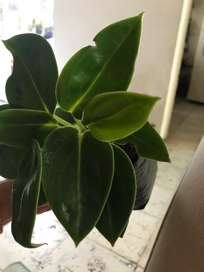 Peperomia maculosa habit