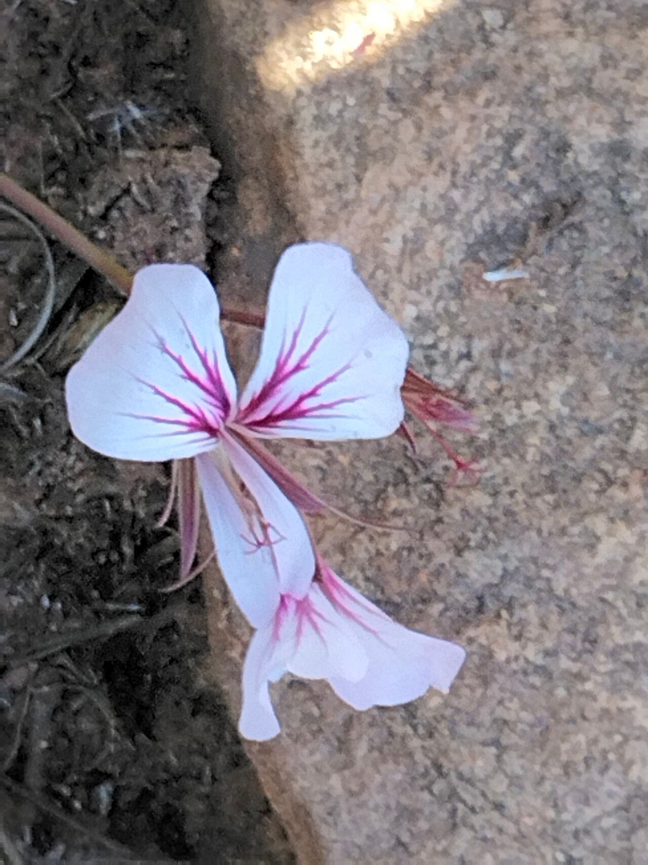 Pelargonium longicaule flower