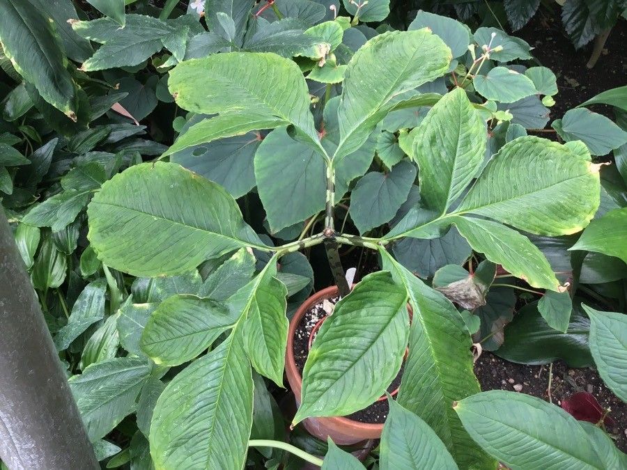 Amorphophallus napalensis — search result for 'Amorphophallus'