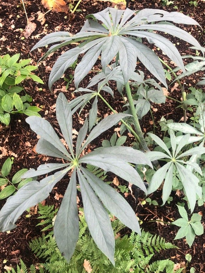 Arisaema consanguineum — search result for 'Himalayas'