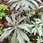 Arisaema consanguineum