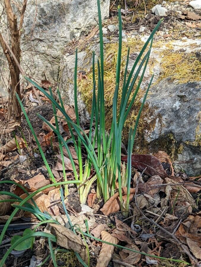 Iris reticulata — search result for 'Iran'