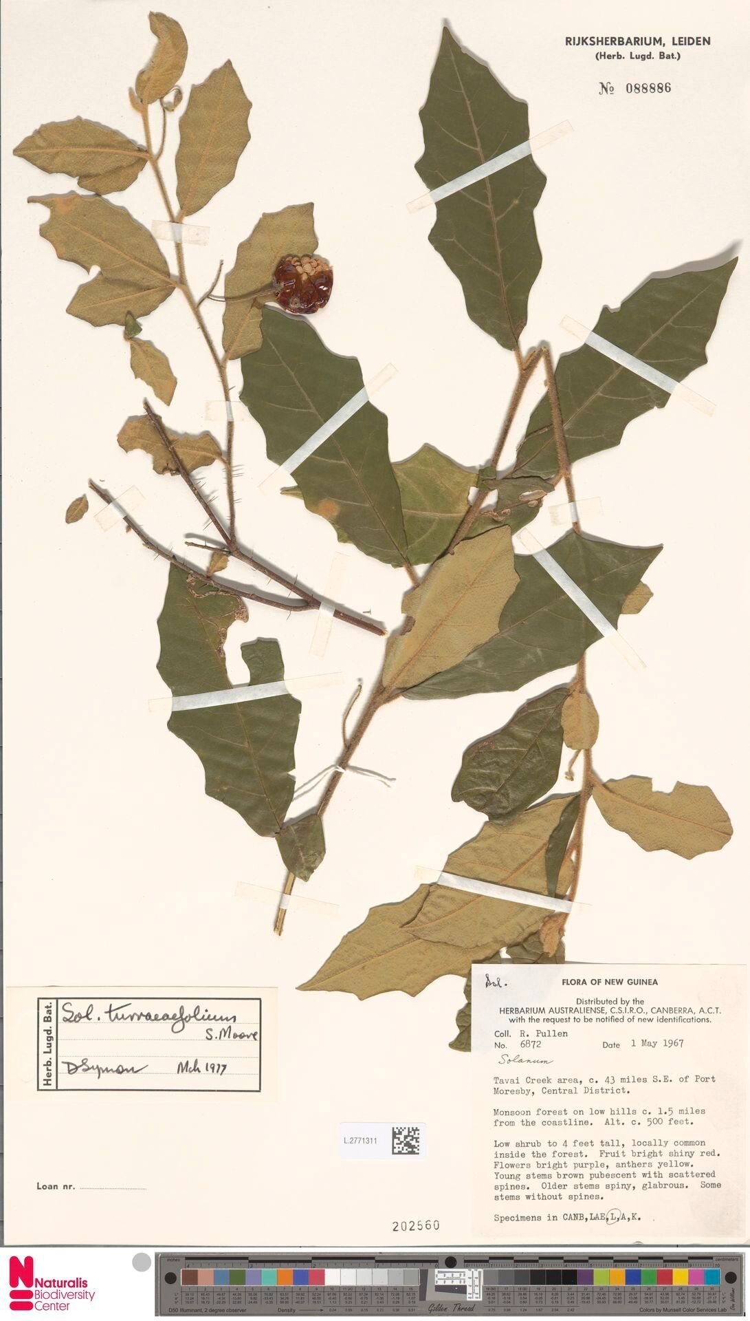 Solanum fervens — houseplant care guide