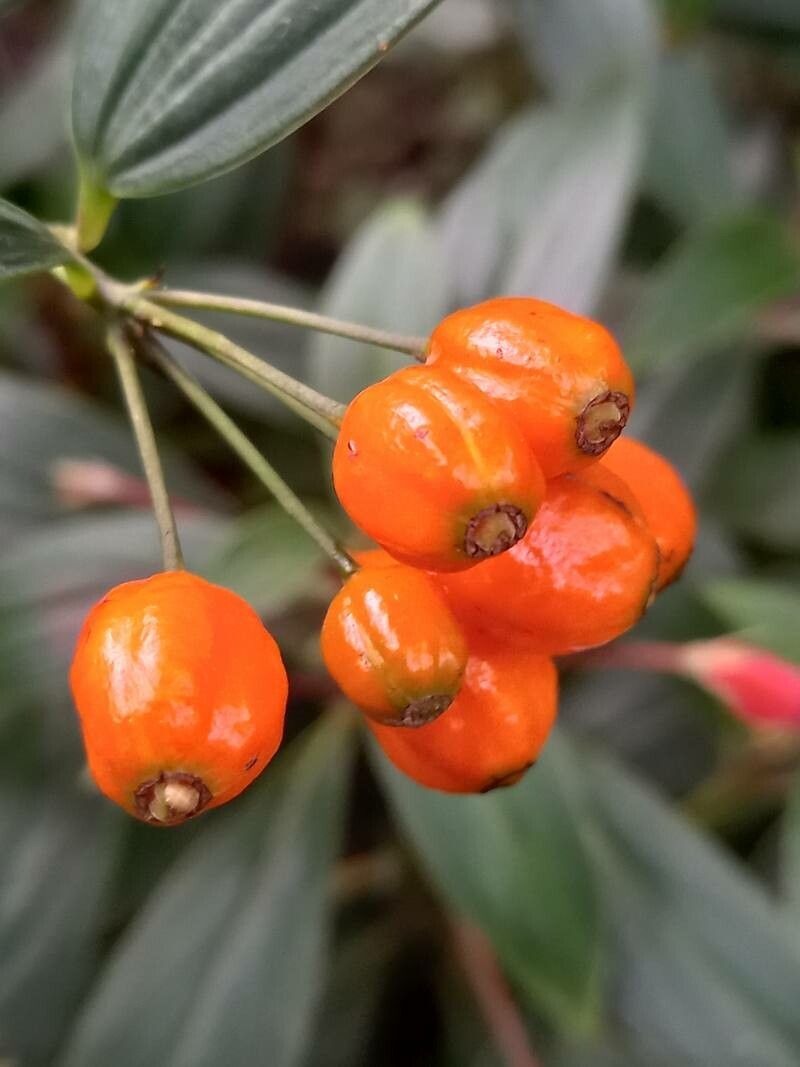 Bomarea distichifolia fruit