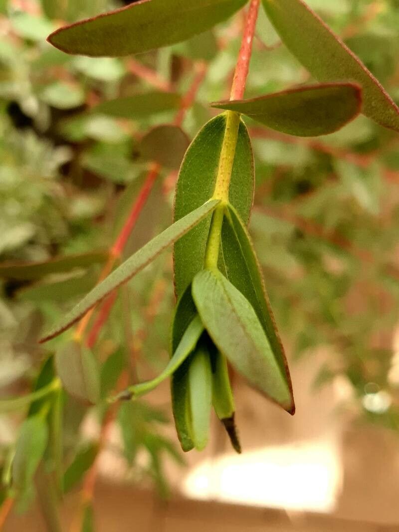 Eucalyptus coccifera — search result for 'Eucalyptus'