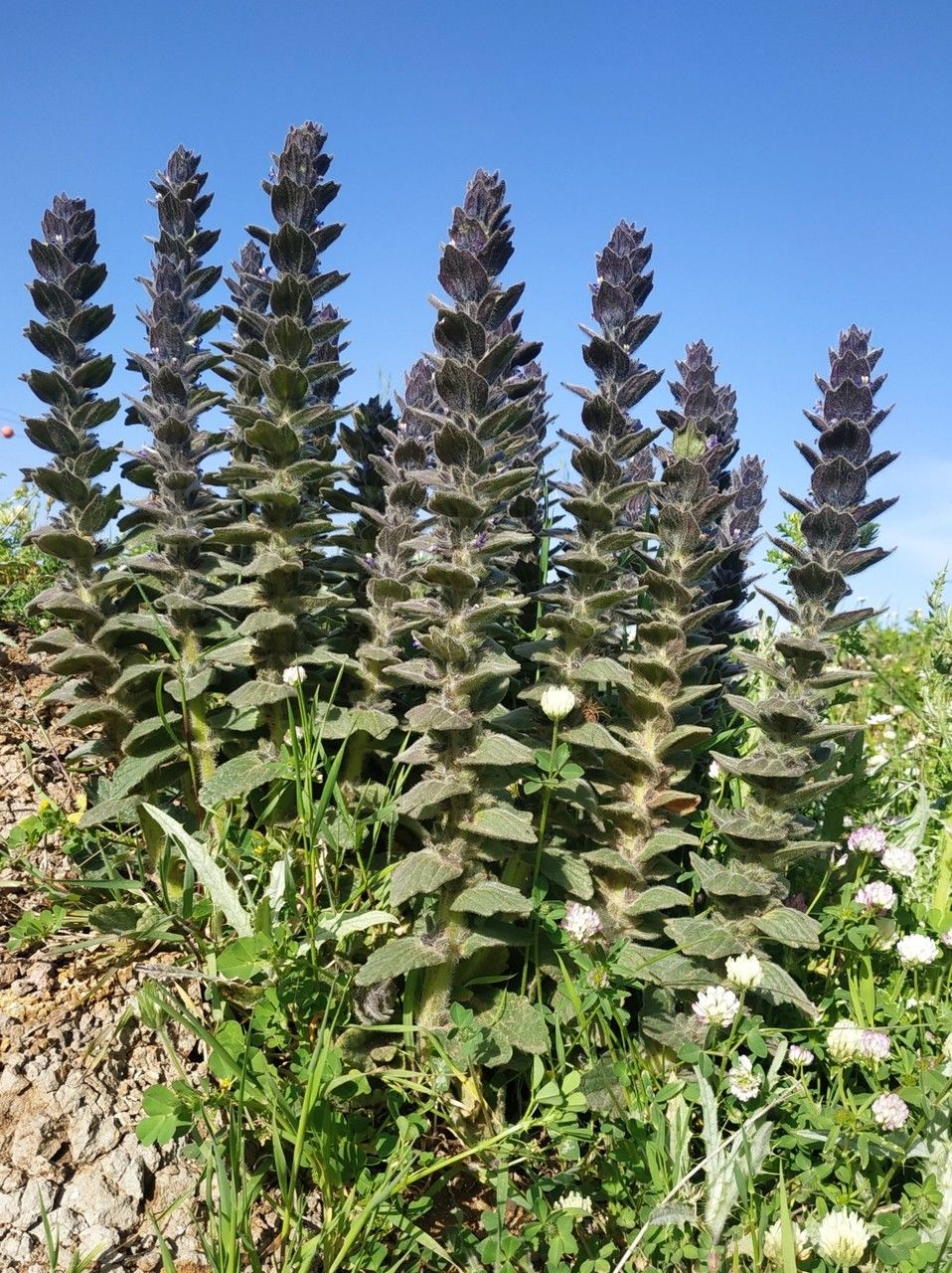 Ajuga orientalis leaf