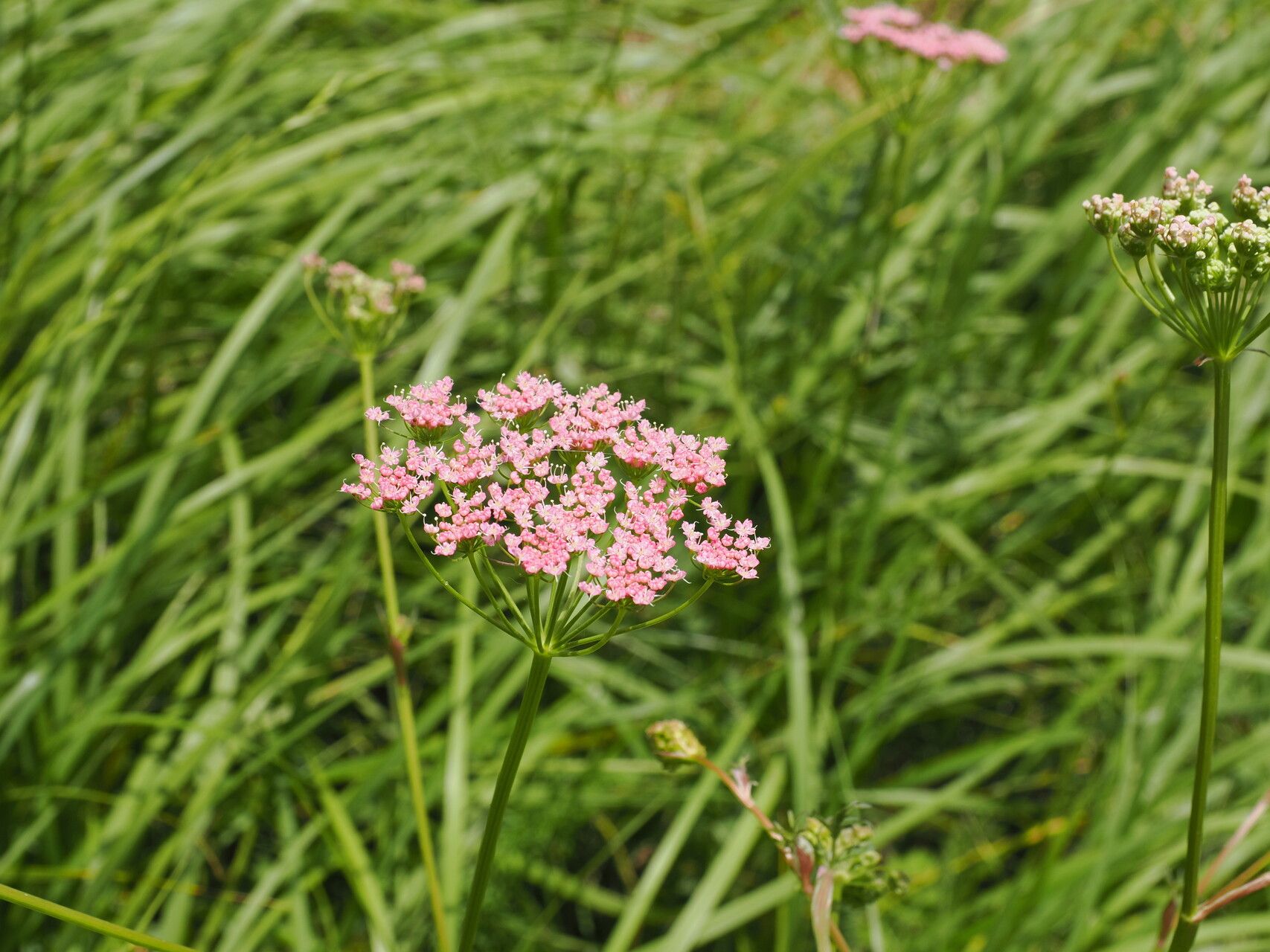 Pimpinella rhodantha flower