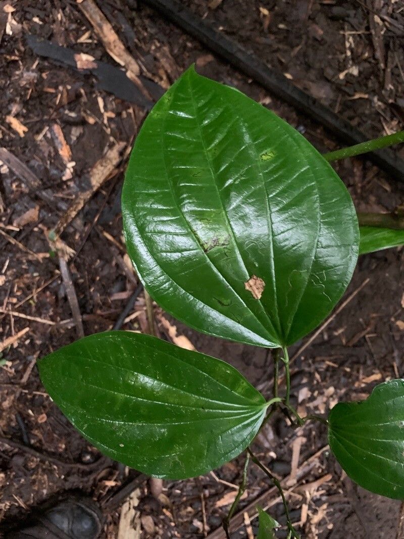 Piper reticulatum — search result for 'Piper'