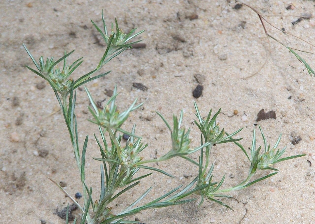Filago gallica habit