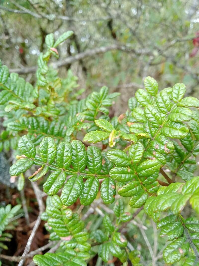 Weinmannia tomentosa — houseplant care guide