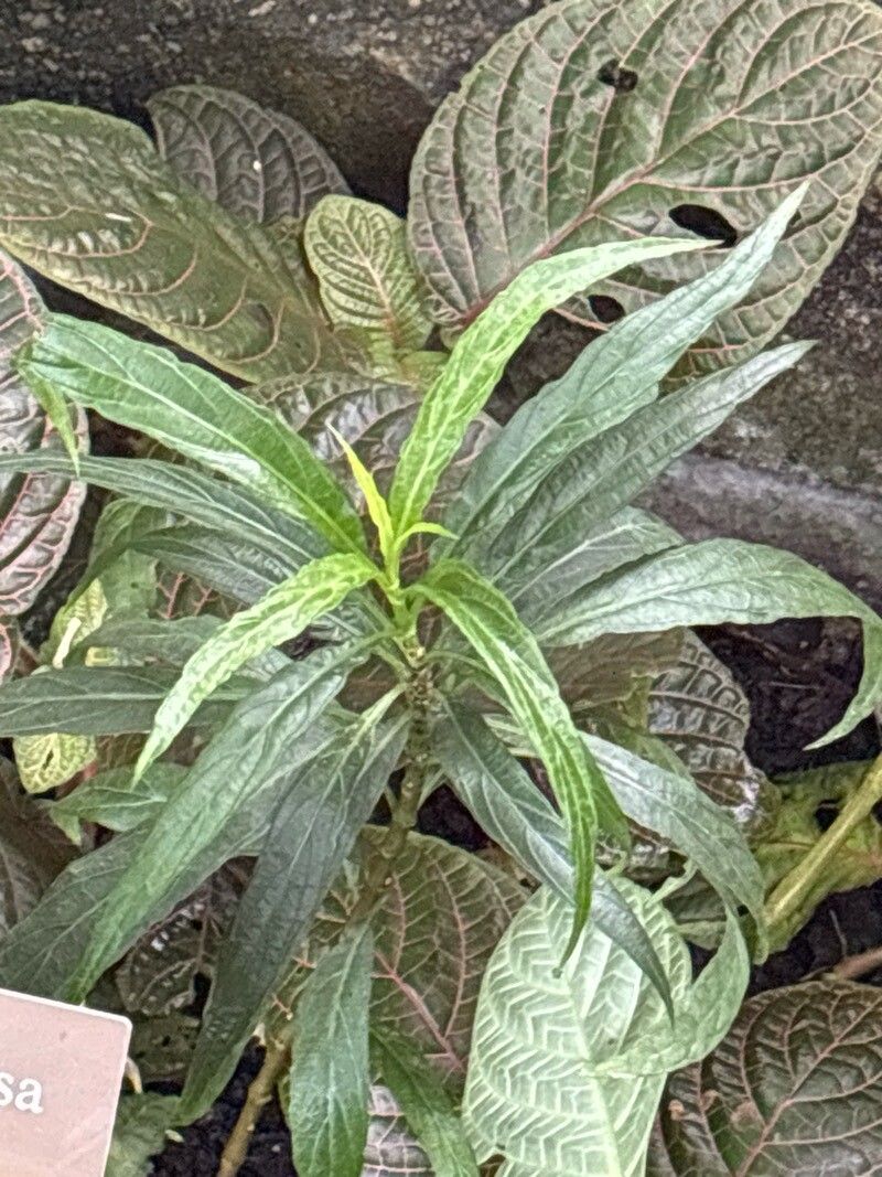 Ruellia ciliata — search result for 'Ruellia'
