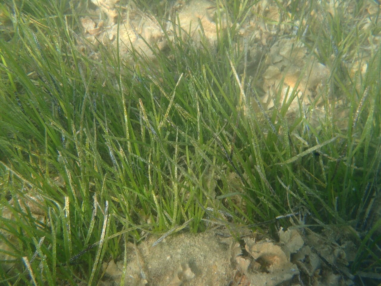 Cymodocea nodosa — houseplant care guide