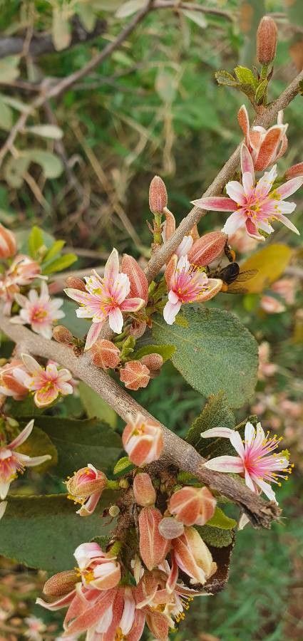 Grewia tembensis flower