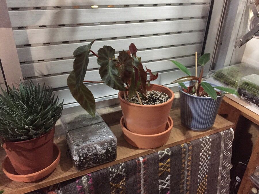 Begonia stipulacea leaf