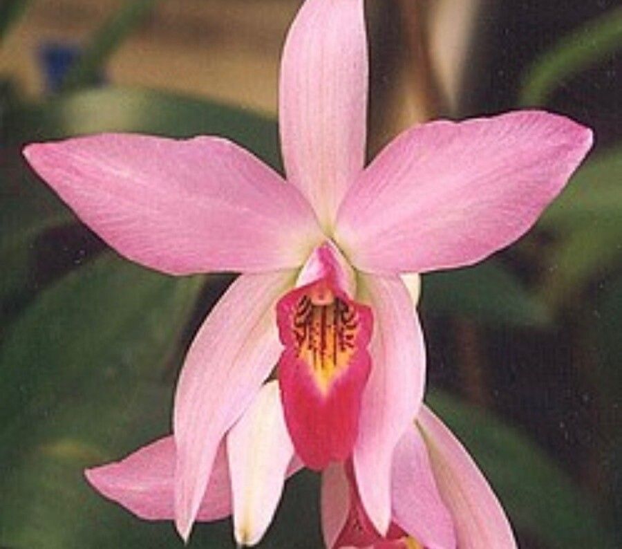 Laelia anceps flower