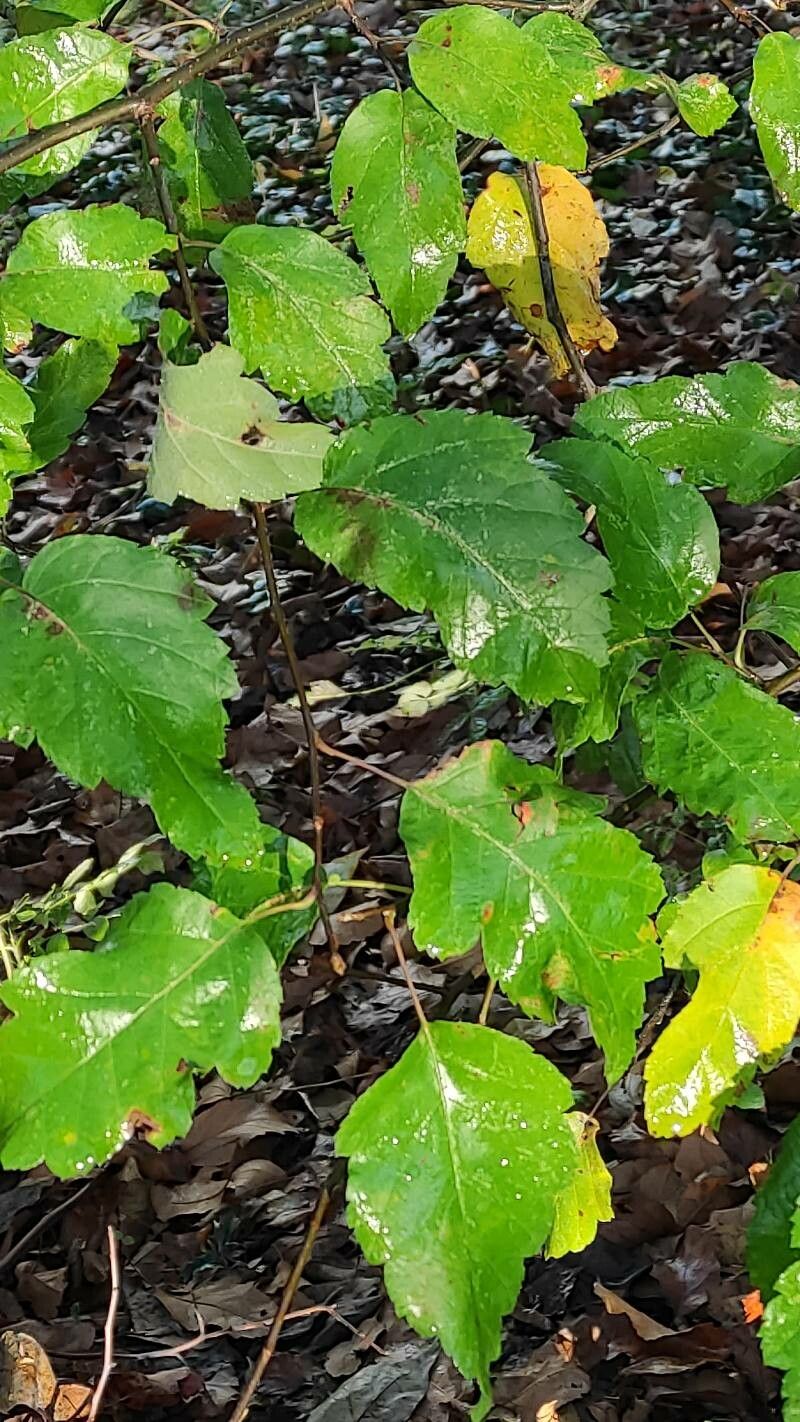 Malus ioensis — search result for 'Malus'