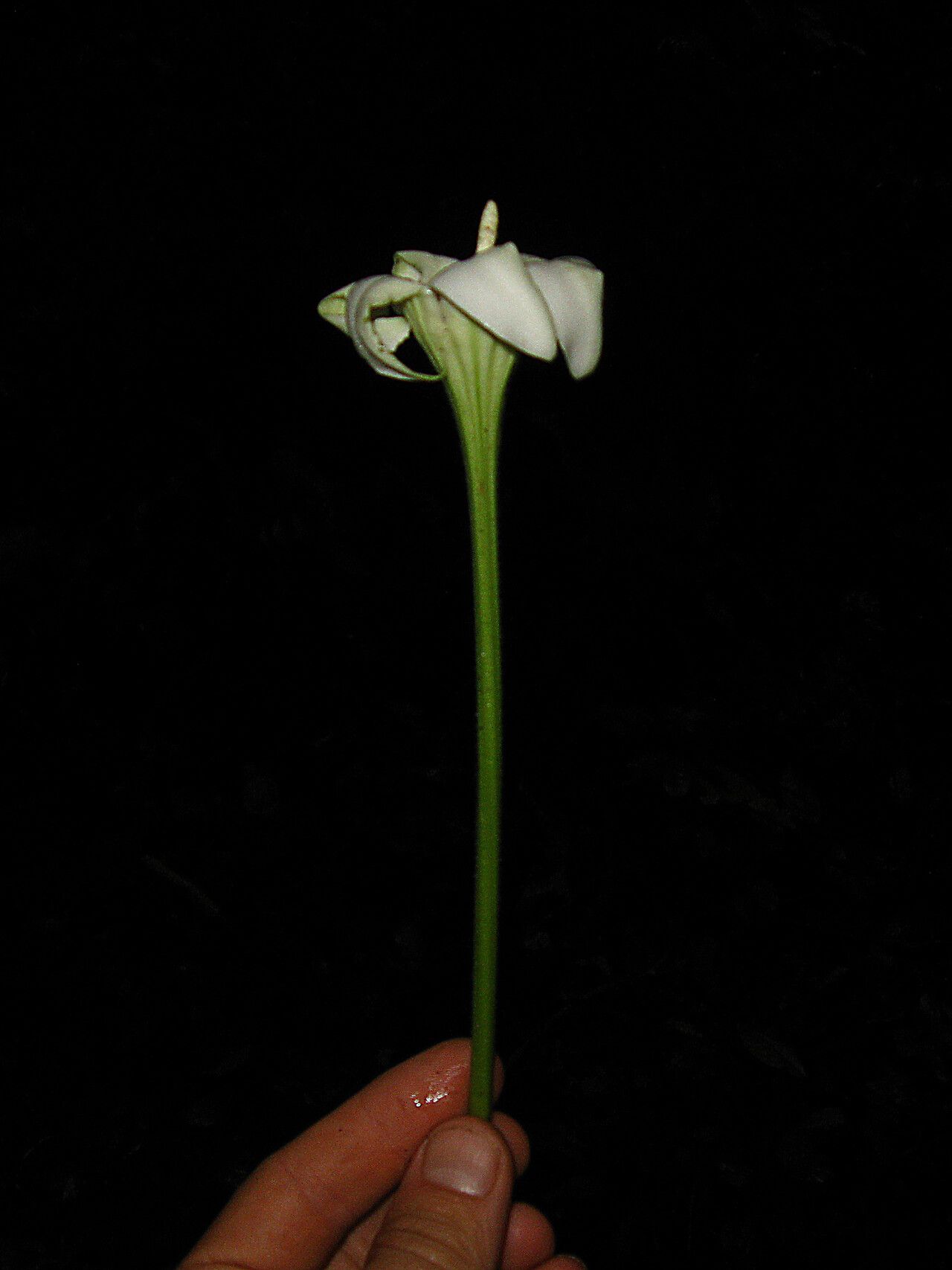 Rothmannia octomera — search result for 'Rothmannia'