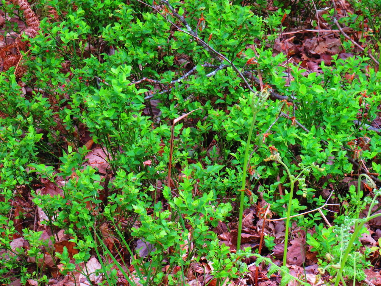 Galium porrigens leaf