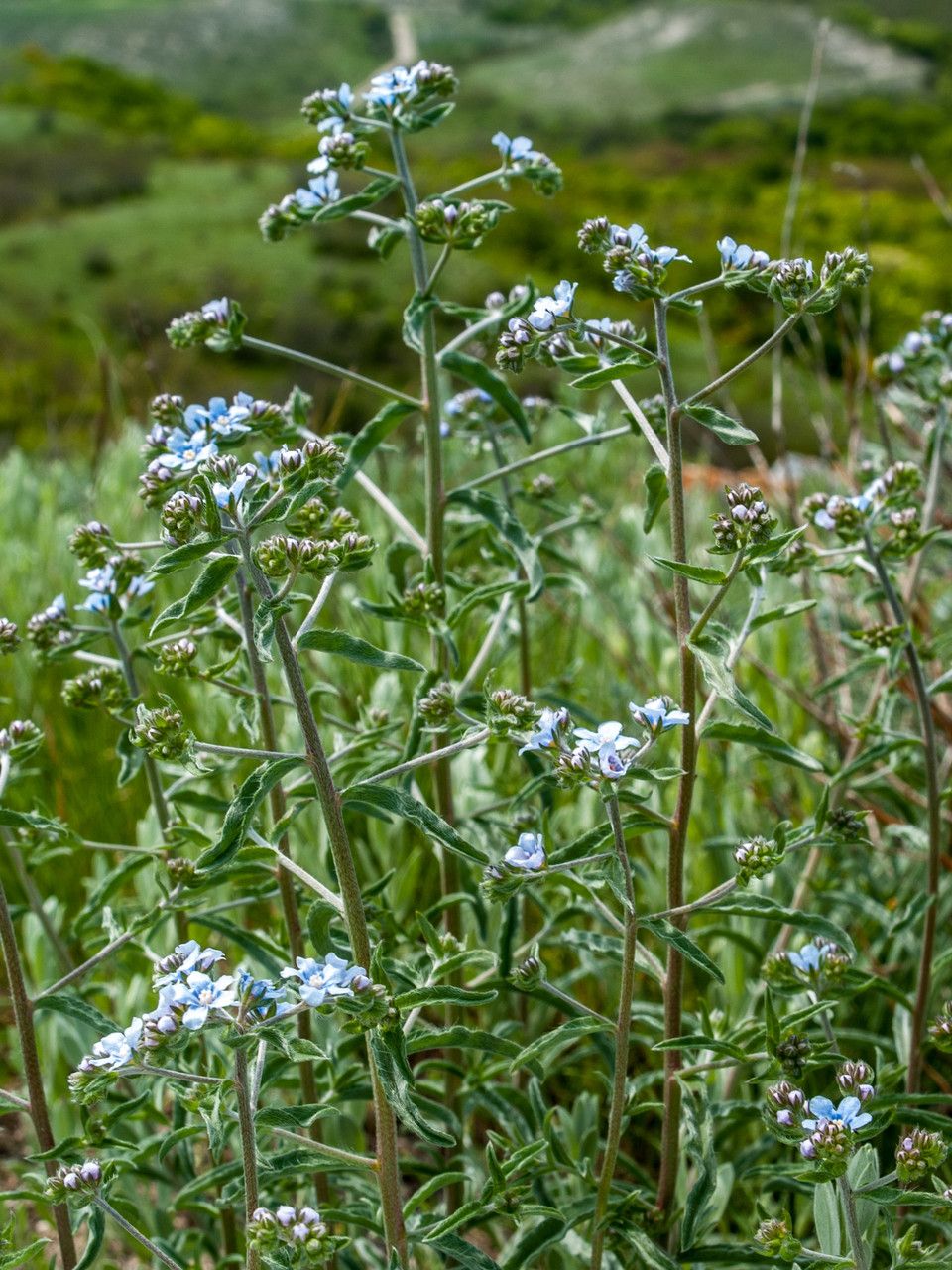 Lappula squarrosa flower