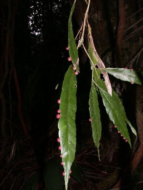 Pseudorhipsalis acuminata other