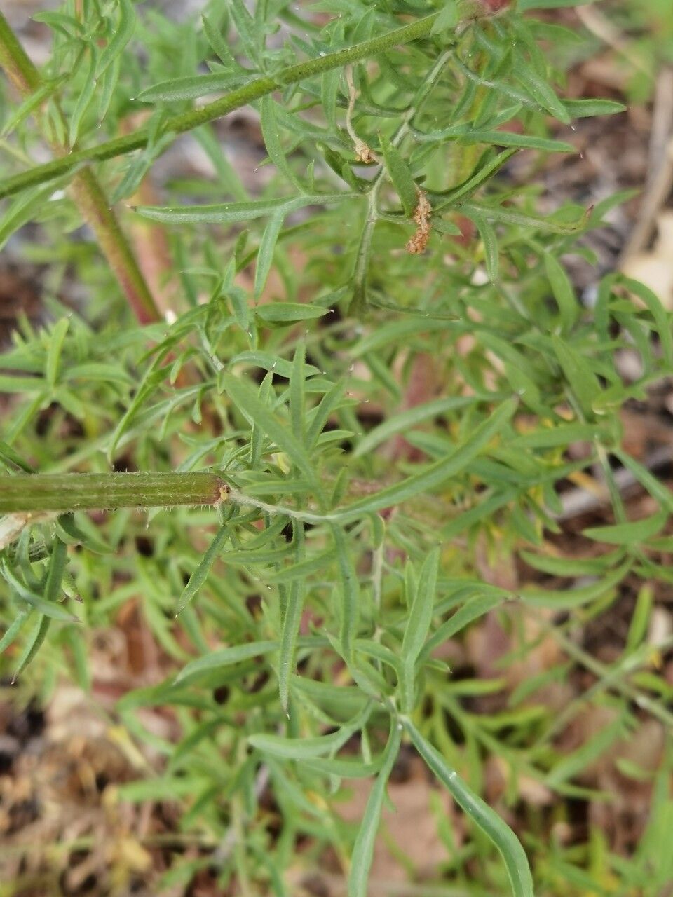 Centaurea deusta leaf