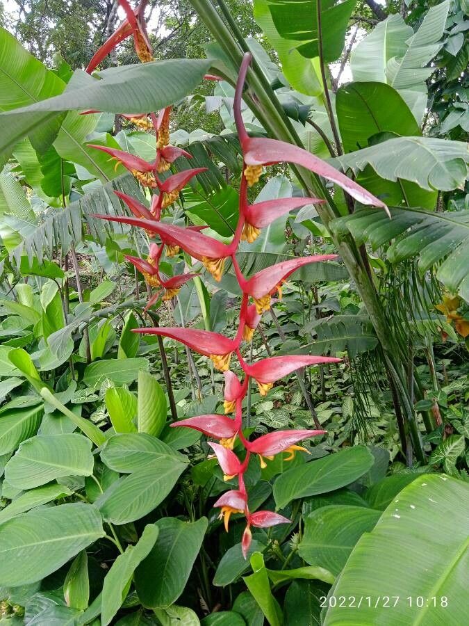 Heliconia collinsiana flower