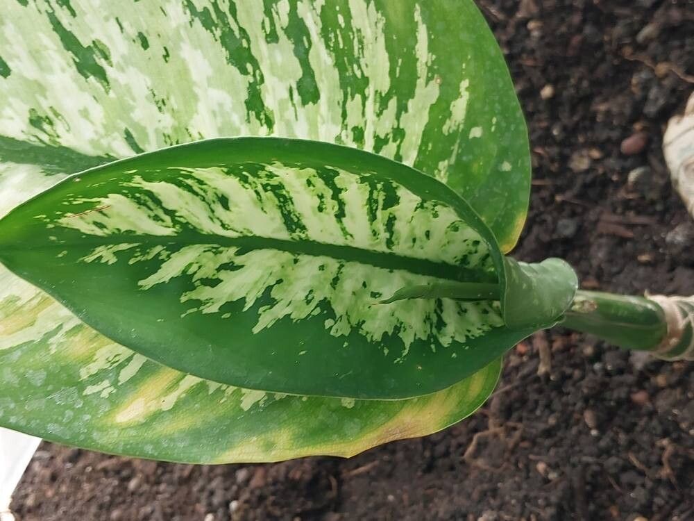 Dieffenbachia costata leaf