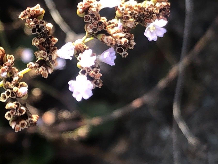 Limonium delicatulum flower
