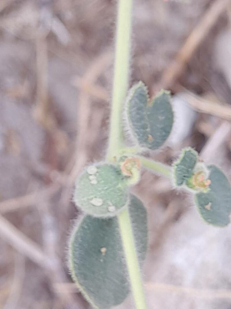 Euphorbia petiolata fruit
