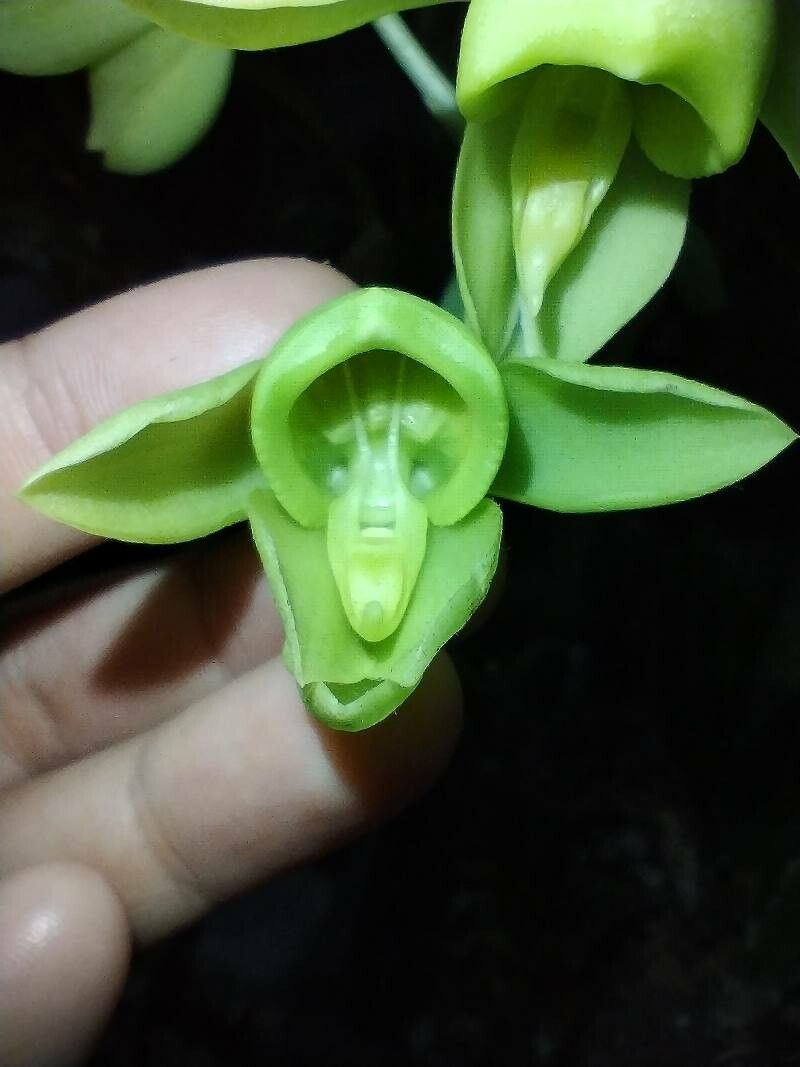 Catasetum hopkinsonianum — search result for 'Catasetum'