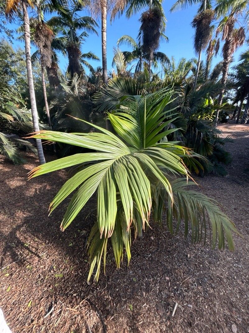 Bentinckia nicobarica — houseplant care guide