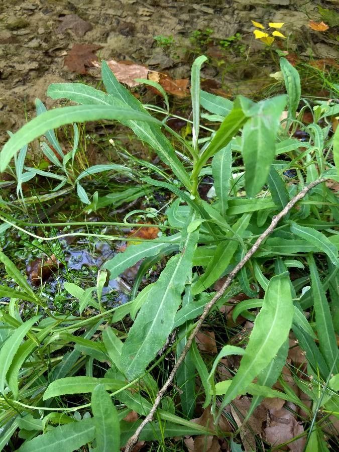 Sonchus aquatilis leaf